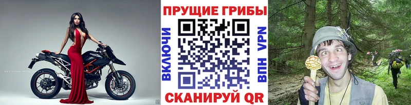хочу наркоту  Боровичи  Галлюциногенные грибы MAGIC MUSHROOMS 