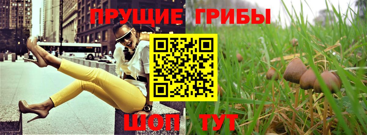 Псилоцибиновые грибы Psilocybine cubensis Боровичи
